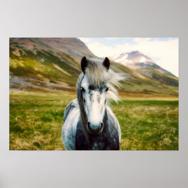Wild Grey Horse Poster (Front)
