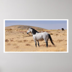 Wild Grey Horse, Utah Poster