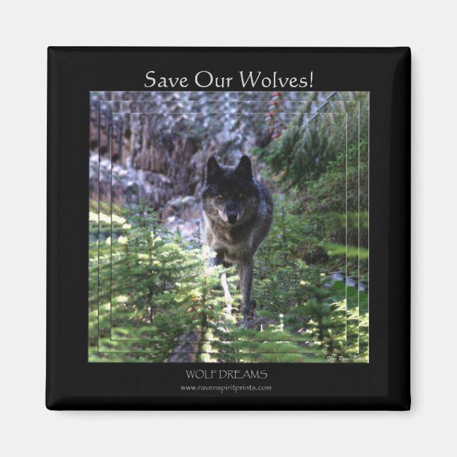Wild Grey Wolf Save Our Wolves! Magnet (Front)