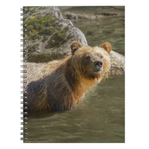 Wild Grizzly Bear At The Orford River Notebook