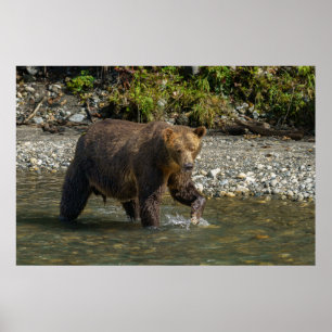 Wild Grizzly Bear At The Orford River Poster