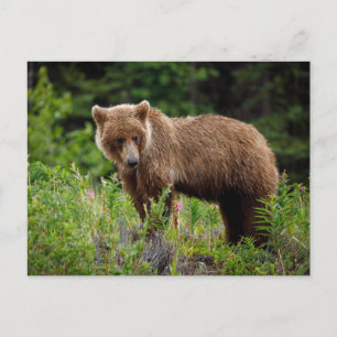 Wild grizzly bears in Alaska Postcard