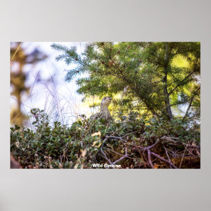 Wild Grouse Poster
