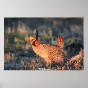 Wild Grouse Poster