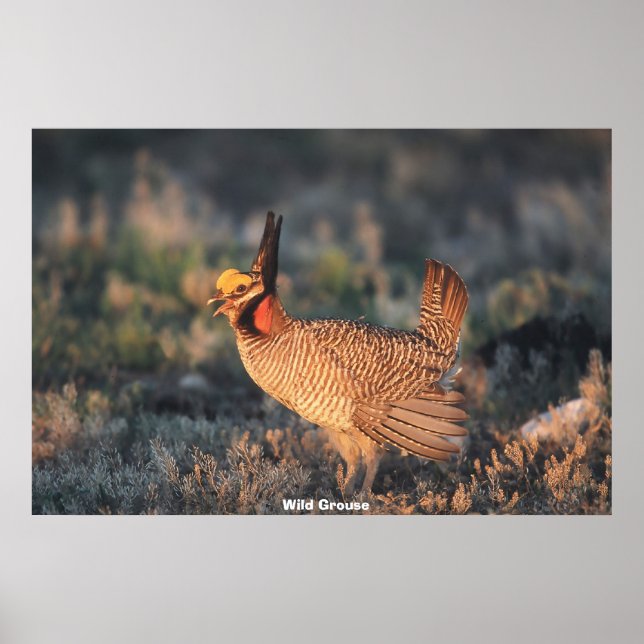Wild Grouse Poster (Front)