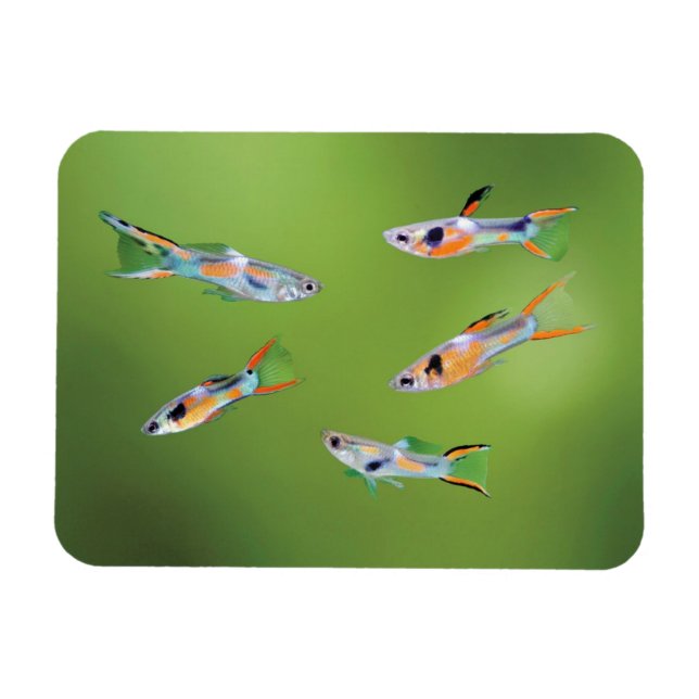 Wild Guppy Magnet (Horizontal)