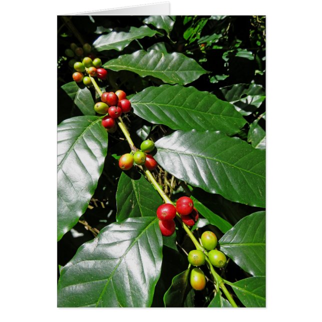 Wild Hawaiian Coffee (Front)