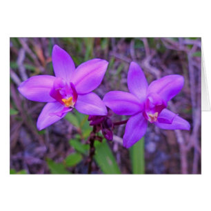 Wild Hawaiian Orchids