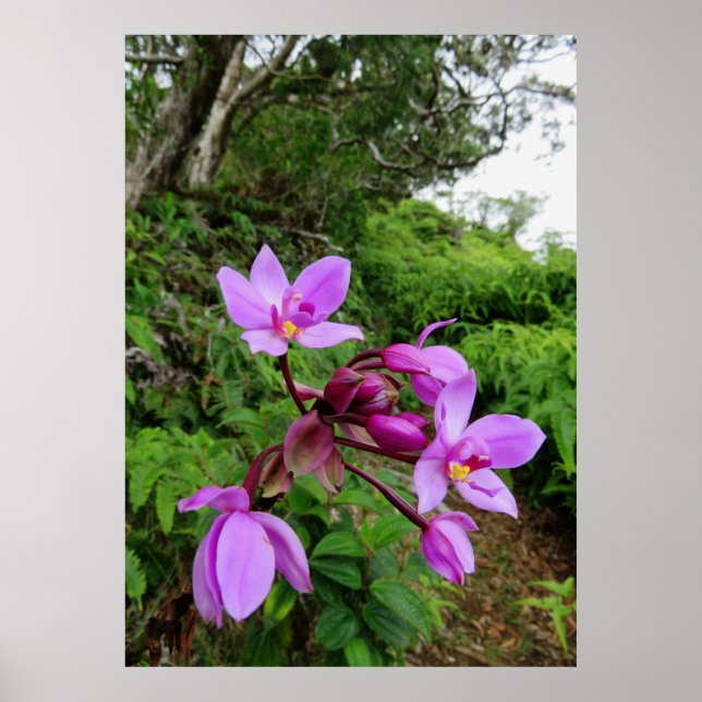 Wild Hawaiian Orchids Poster (Front)