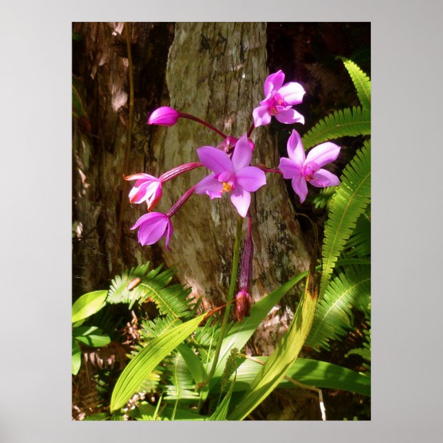 Wild Hawaiian Orchids Poster (Front)