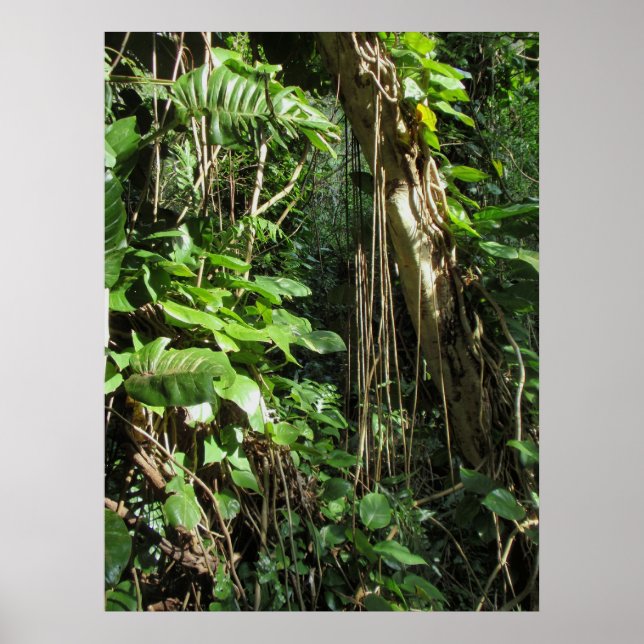 Wild Hawaiian Philodendrons Poster (Front)