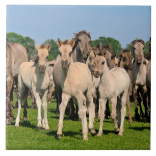Wild Herd Grullo Colour Dulmen Horses Foals Photo Tile