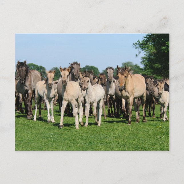 Wild herd of Duelmen Ponies with foals. Postcard (Front)