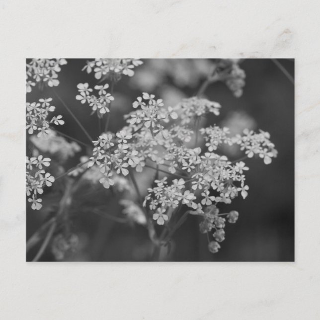 "Wild Hog Weed" Postcard (Front)