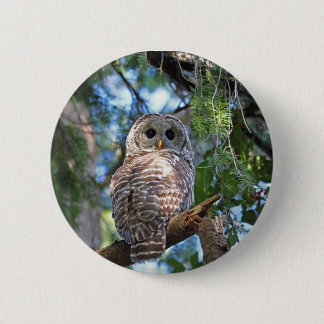 Wild Hoot Owl Staring in Forest 6 Cm Round Badge