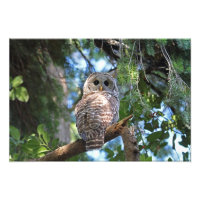 Wild Hoot Owl Staring in the Forest