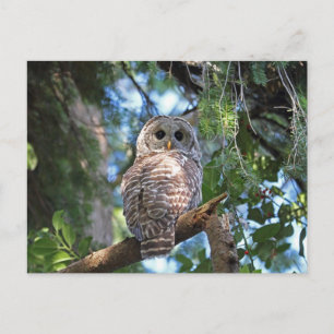 Wild Hoot Owl Staring in the Forest Postcard