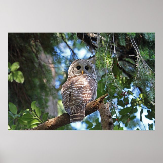 Wild Hoot Owl Staring in the Forest Poster (Front)
