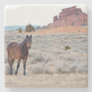 Wild Horse Foal Coaster