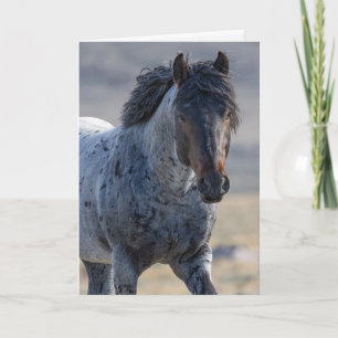Wild Horse Greeting Card - Blue and His Family