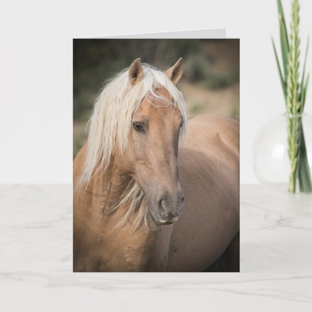 Wild Horse Greeting Card- Corona's Summer Portrait Card (Front)