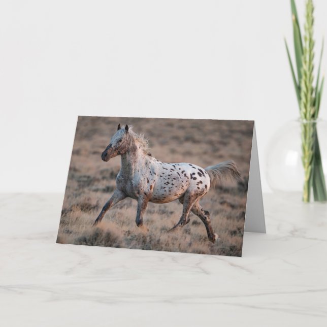 Wild Horse Greeting Card Looking Glass Trots (Front)