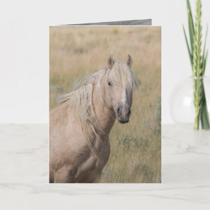 Wild Horse Greeting Card - Wild Palomino Stallion