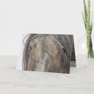 Wild Horse Greeting Cards - Eyes of Blue Zeus