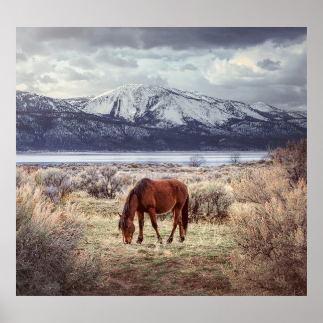 Wild horse: Nevada winter landscape. Poster (Front)