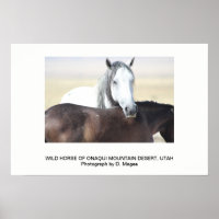 WILD HORSE OF THE ONAQUI MOUNTAINS, UTAH