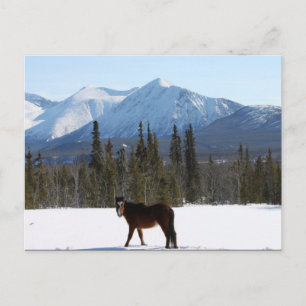 Wild Horse on Alaska Highway Postcard