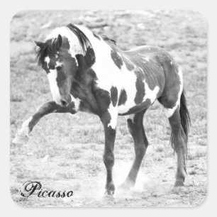 Wild Horse Photo Picasso Mustang Stickers