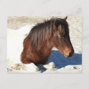 Wild Horse Postcard, Assateague Island Postcard
