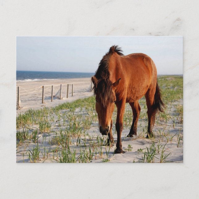 Wild Horse Postcard, Assateague Island Postcard (Front)