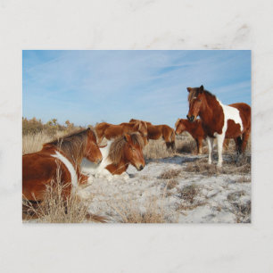 Wild Horse Postcard, Assateague Island Postcard