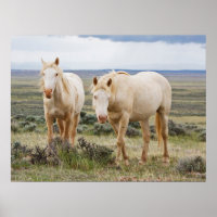 Wild Horse Roaming on the Priaire of Cody