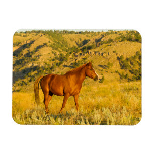 Wild Horse Sanctuary. Magnet