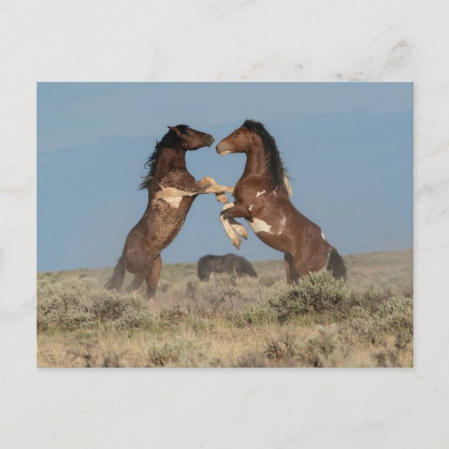 Wild Horse Stallions Fighting Postcard (Front)