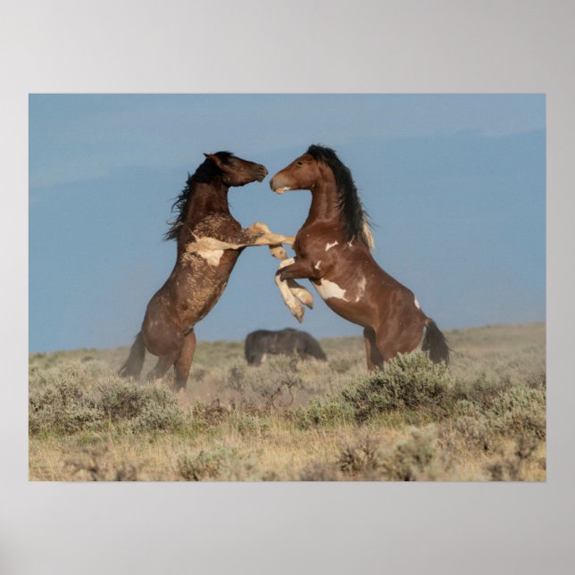 Wild Horse Stallions Fighting Poster (Front)