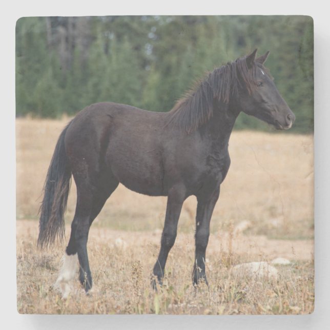 Wild Horse  Stone Coaster (Front)