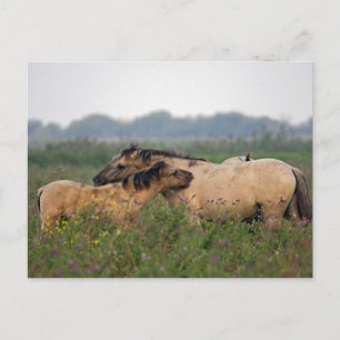 wild horse with foal postcard