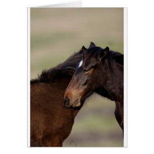 Wild horses