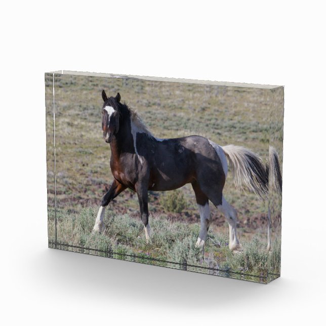 Wild Horses After a Dust Bath Photo Block (Right)