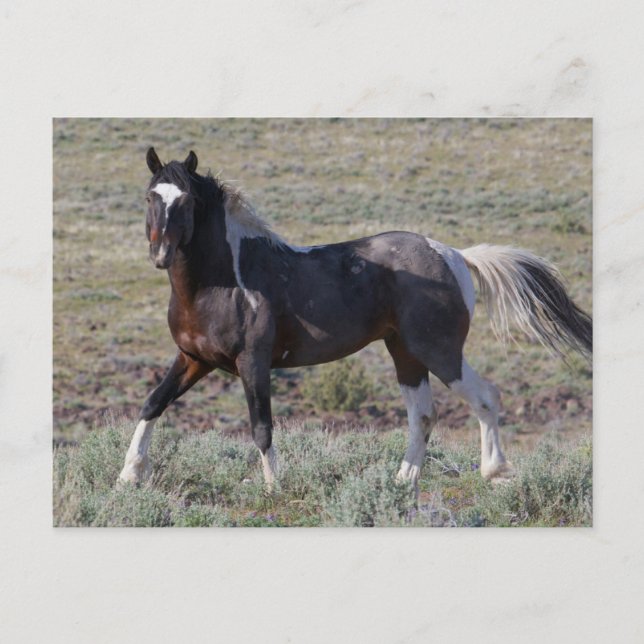 Wild Horses After a Dust Bath Postcard (Front)