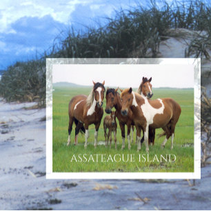 Wild Horses, Assateaue Island National Seashore, Postcard