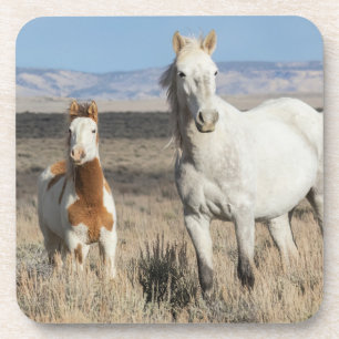 Wild Horses at Home in the Sandwash Basin Coaster