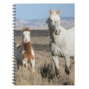 Wild Horses at Home in the Sandwash Basin Notebook