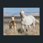 Wild Horses at Home in the Sandwash Basin Postcard<br><div class="desc">Wild Horses,  mare and foal at home in the Sandwash Basin</div>