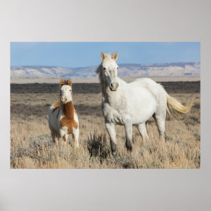 Wild Horses at Home in the Sandwash Basin Poster