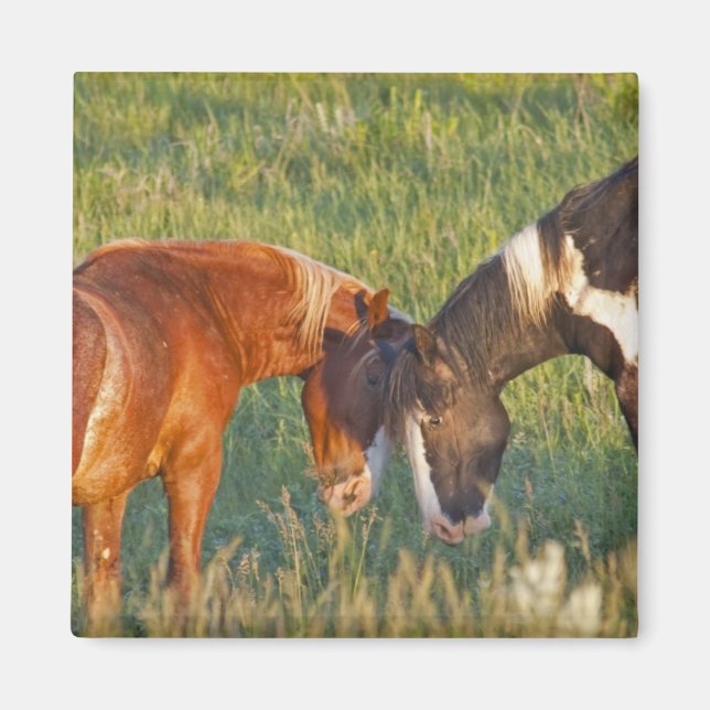 Wild Horses at Theodore Roosevelt National Park Magnet (Front)